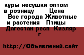 куры несушки.оптом 160 в розницу 200 › Цена ­ 200 - Все города Животные и растения » Птицы   . Дагестан респ.,Кизляр г.